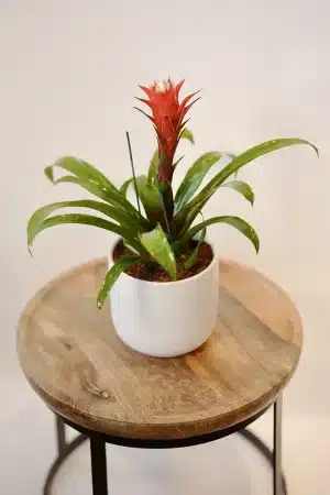 עציץ גוזמניה בכלי מהודר