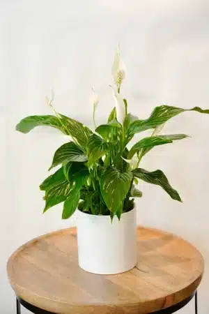 עציץ ספטיפיליום בכלי מהודר