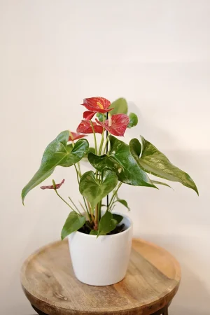 עציץ אנטוריום בכלי מהודר