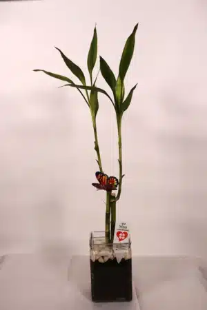 עציץ לאקי במבוק