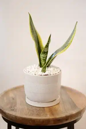 עציץ סנסיווריה ירוקה