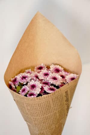 באנץ׳ חרציות ורודות