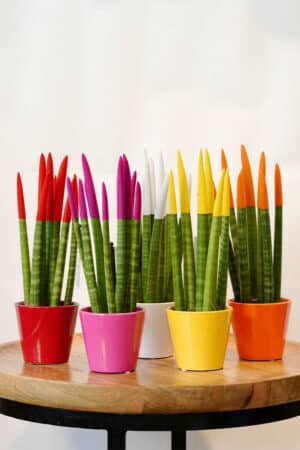 עציץ סנסיווריה צבעונית