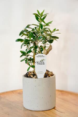 עץ זית ננסי