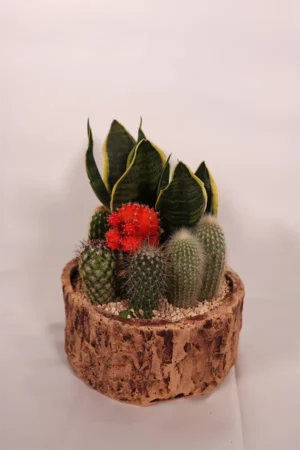 קוקטייל קקטוסים